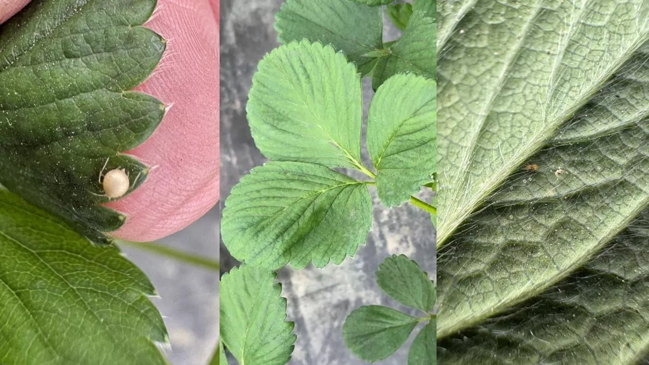 Szkodniki na truskawce, uszkodzenia truskawek