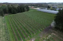 Porzeczki na Mazowszu