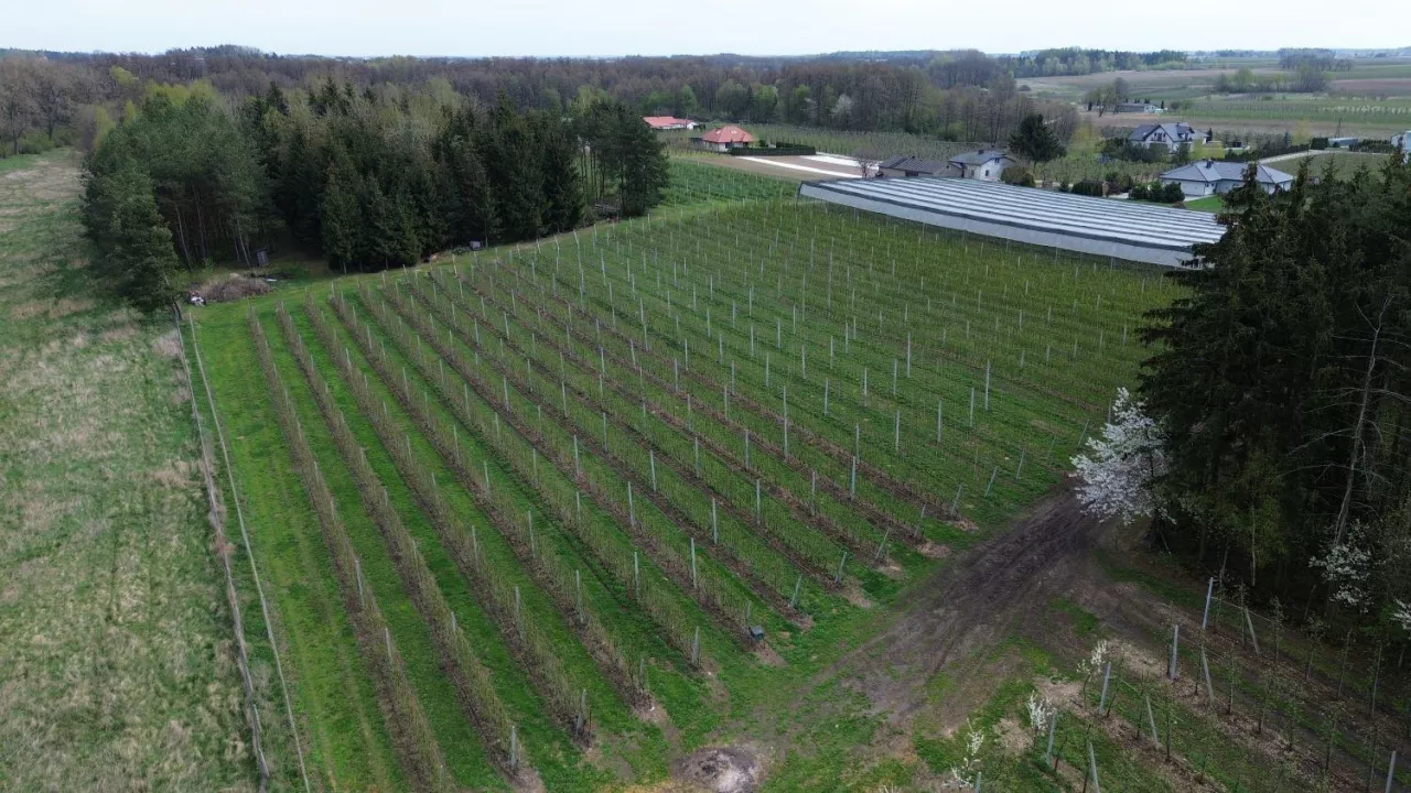 Porzeczki na Mazowszu