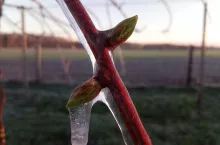 Pędy i pąki zabezpieczone zraszaczami