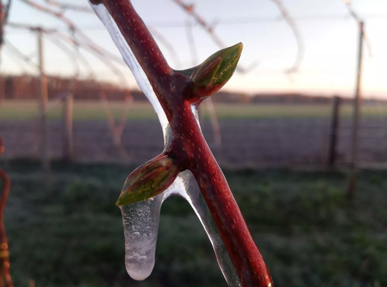 Pędy i pąki zabezpieczone zraszaczami