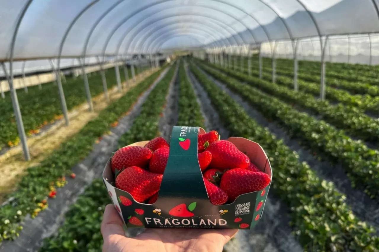 Albańskie truskawki