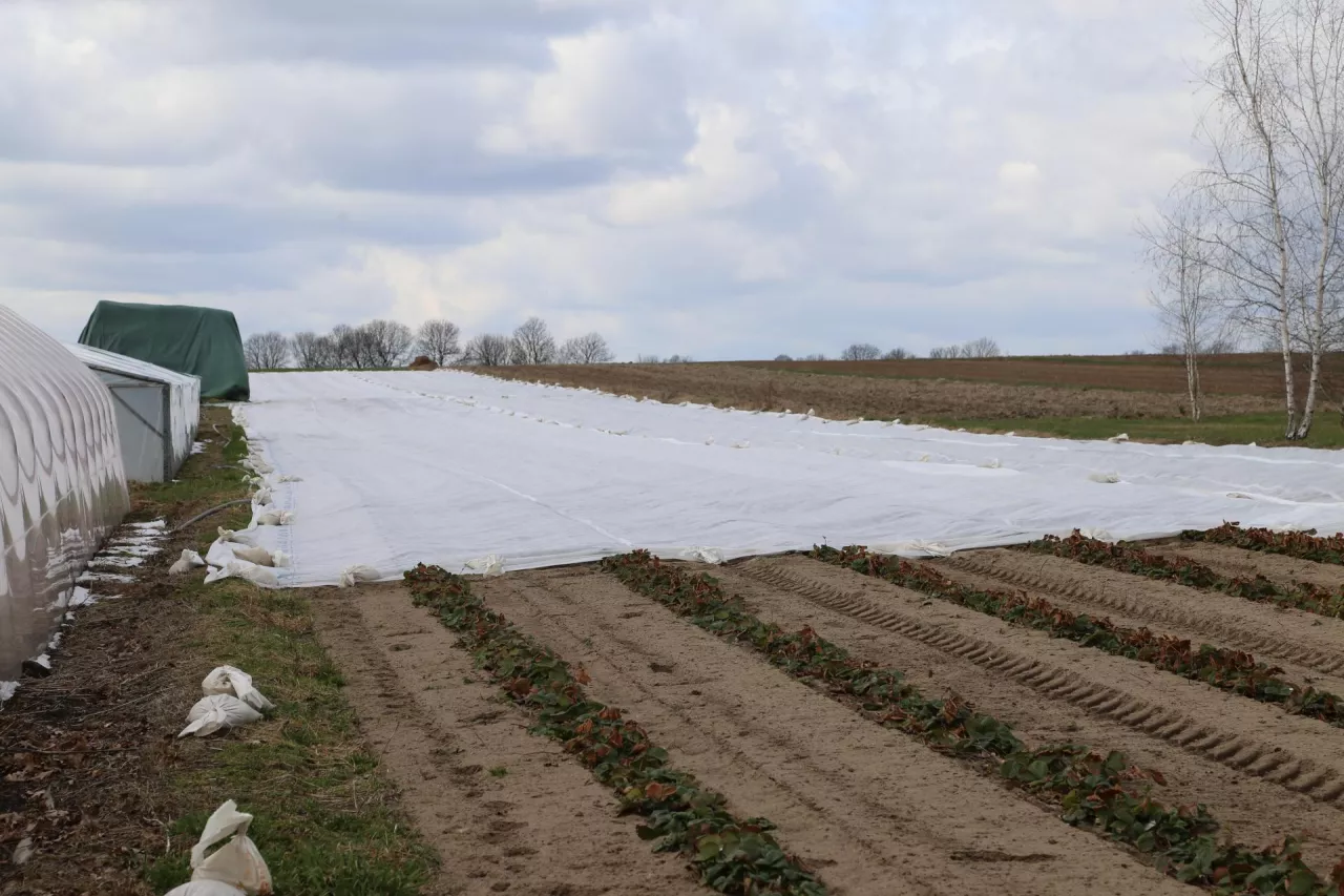 W tym roku są 2 hektary truskawki w polu, część pod agrowłókniną.