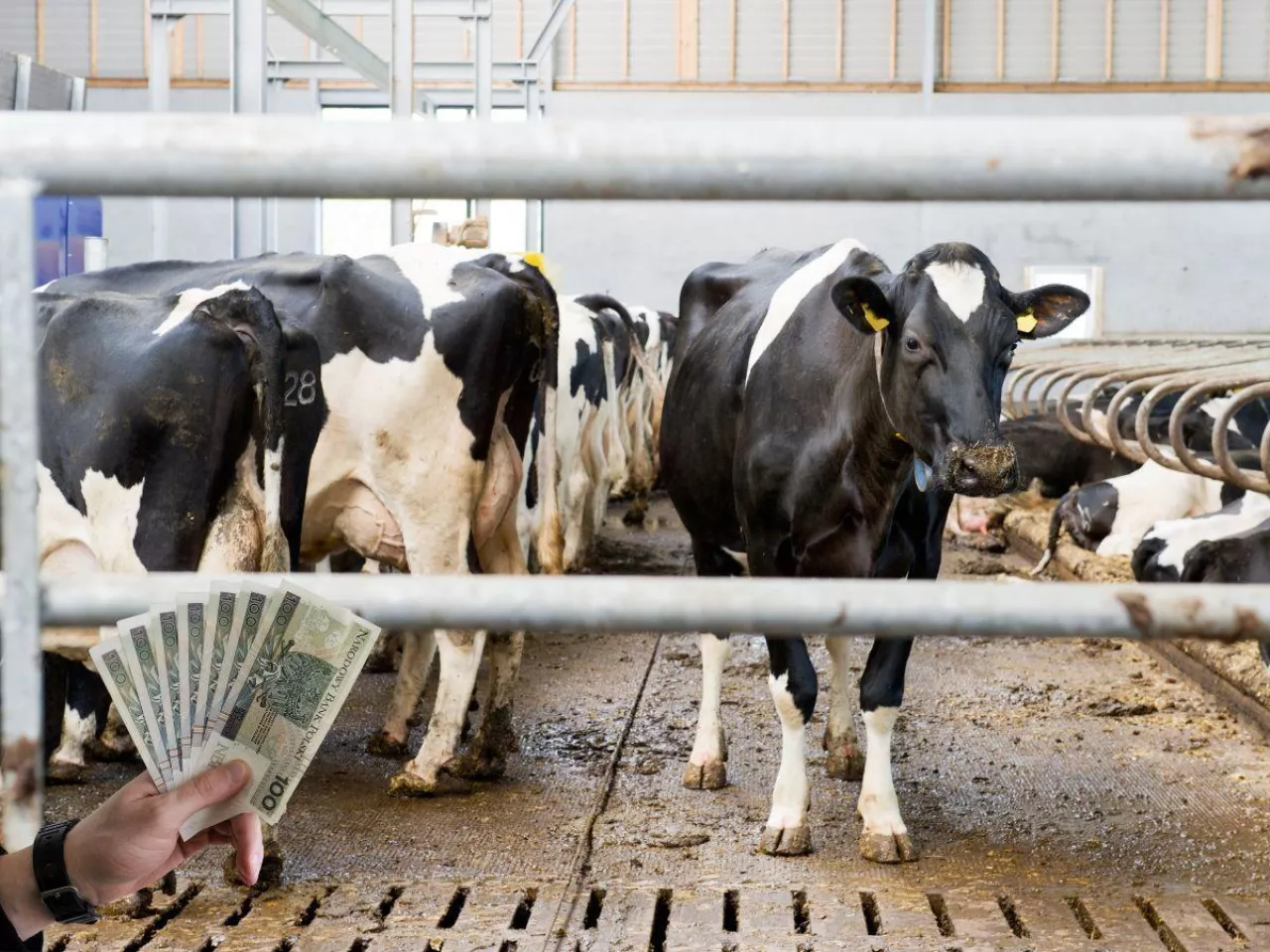 Dobrostan zwierząt 2025: kiedy ruszą wypłaty? Wszystko zależy od rozporządzenia