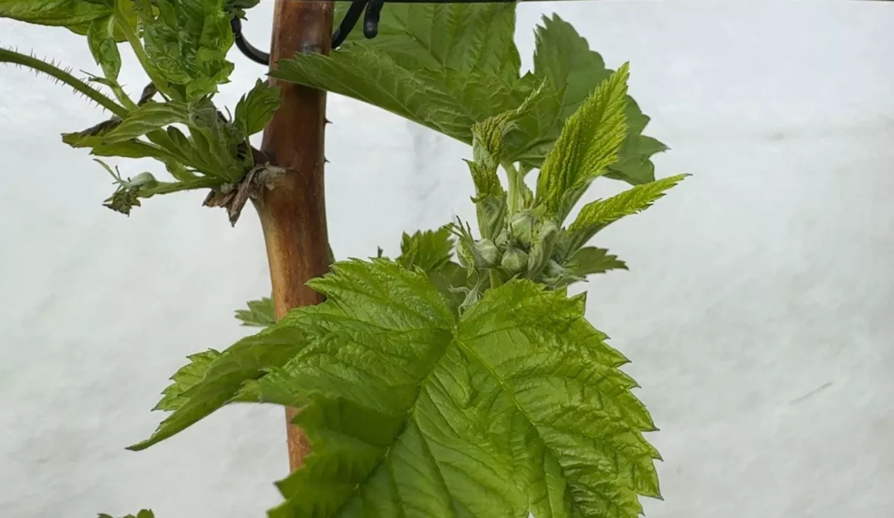 Nabrzmiałe paki kwiatowe zwiastują rychły początek kwitnienia 