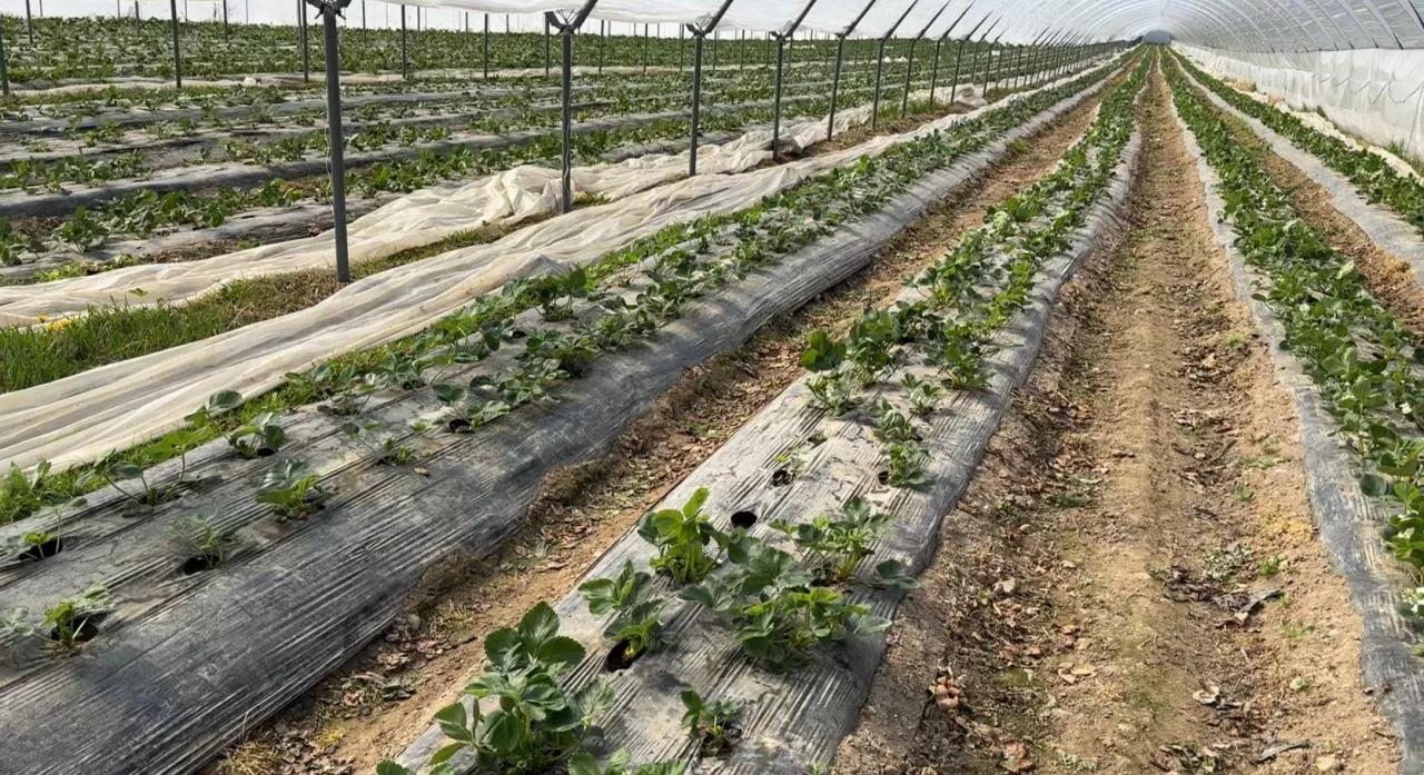 Truskawki na wczesny zbiór pod koniec pierwszej dekady kwietnia