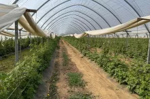 Kwatera z odmianą 'Serena', maliny w tunelu prowadzone na podwójny zbiór