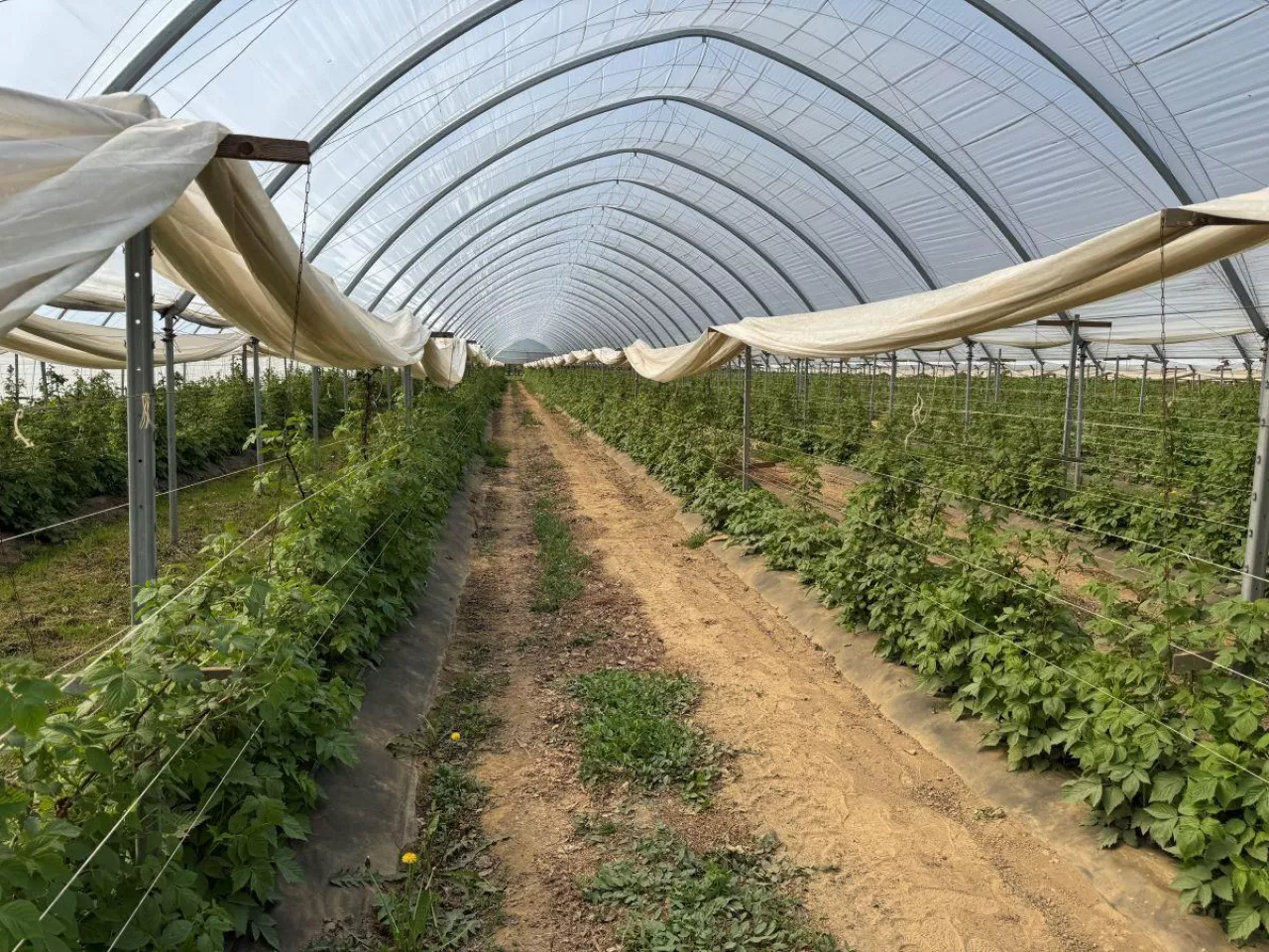 Kwatera z odmianą 'Serena', maliny w tunelu prowadzone na podwójny zbiór