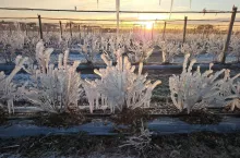 Krzewy po nocnym zraszaniu