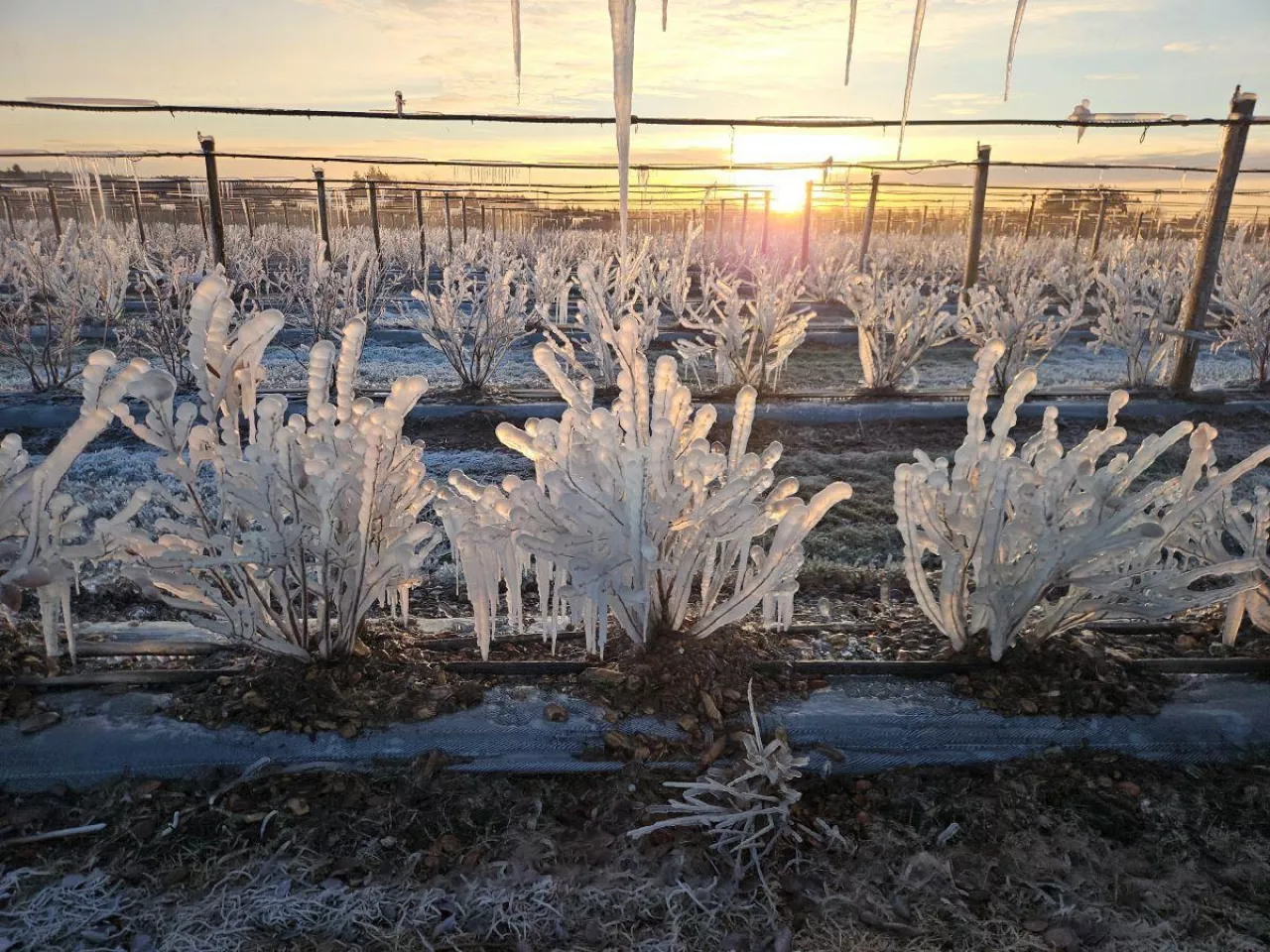 Krzewy po nocnym zraszaniu