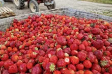 Truskawka przemysłowa, surowiec do tłoczenia