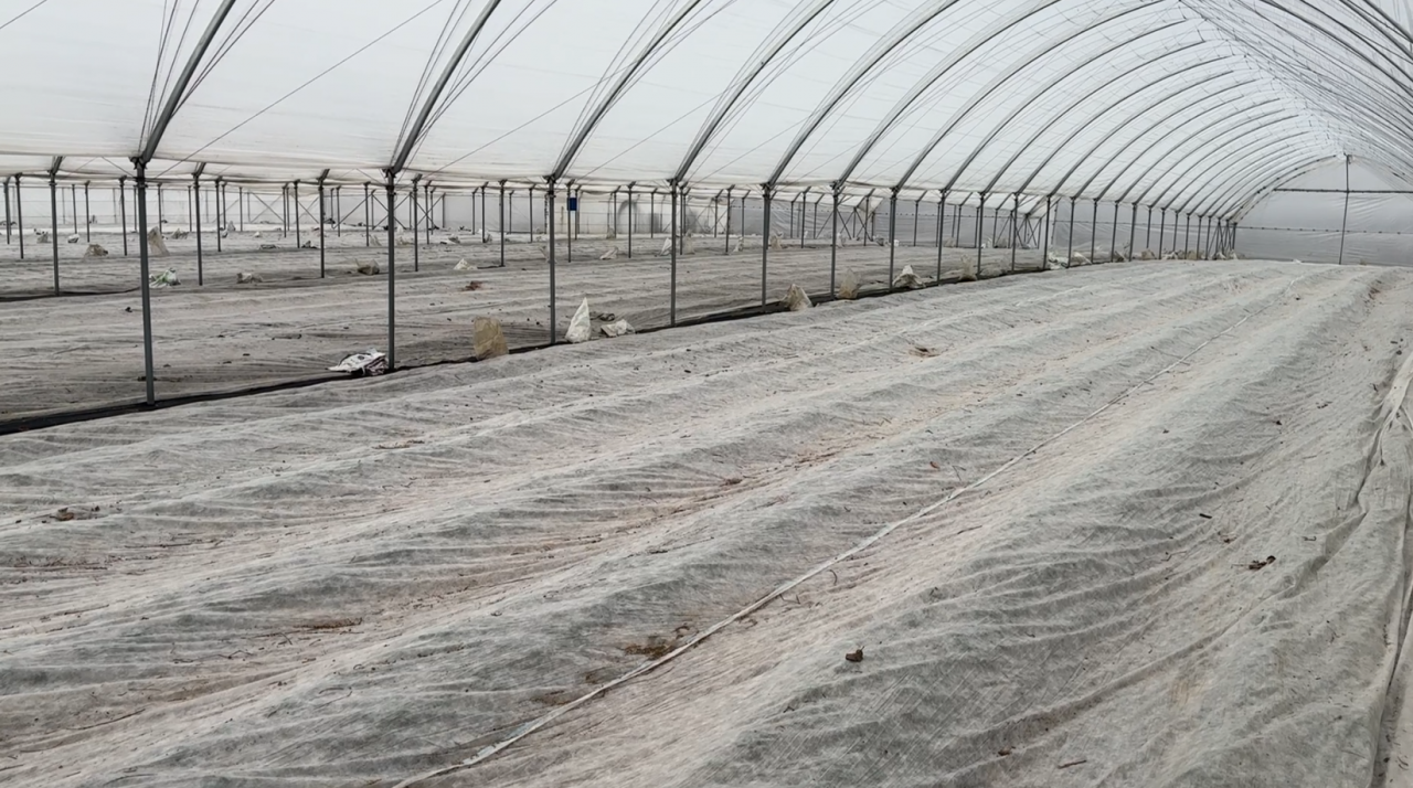 Wczesne truskawki pod agrowłókniną