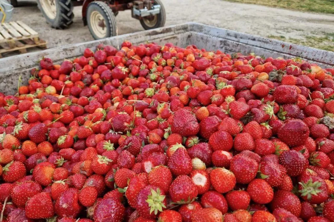 Truskawka przemysłowa, surowiec do tłoczenia