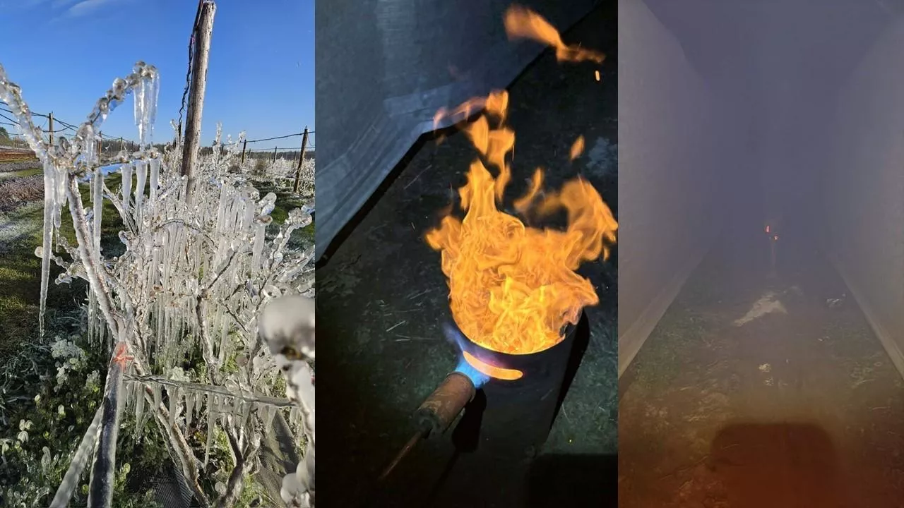 Plantatorzy walczą z mrozem, przymrozek 27.04.2026