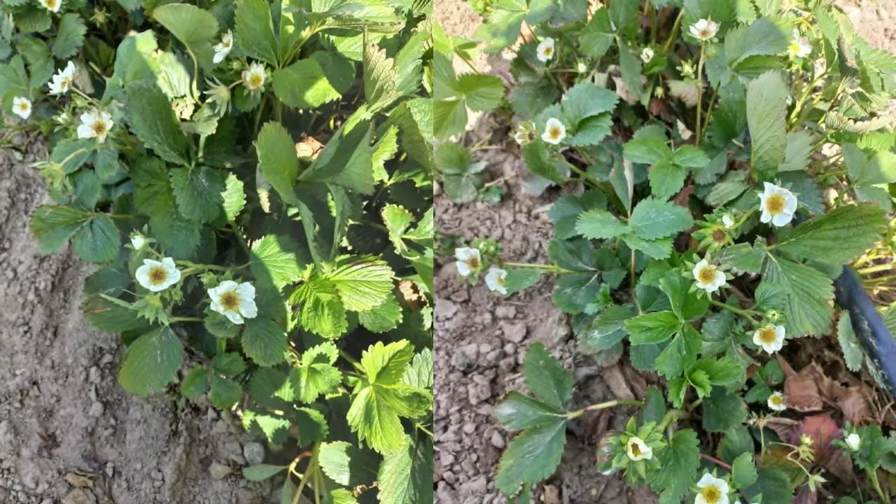 Uszkodzone truskawki, przemrożone kwiaty 27.04.2026