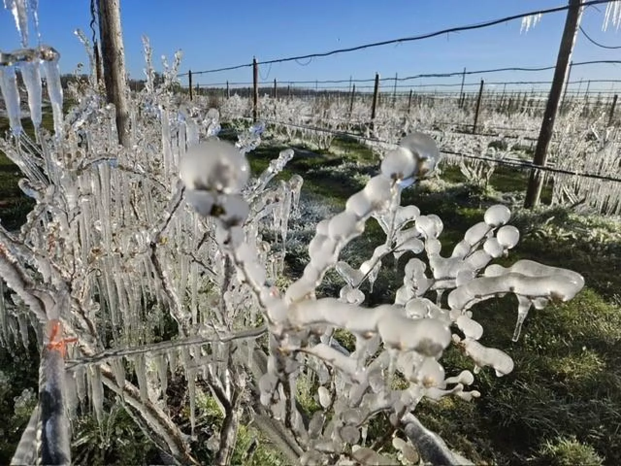 Borówki pokryte lodem, zimna noc, 27.04.2026