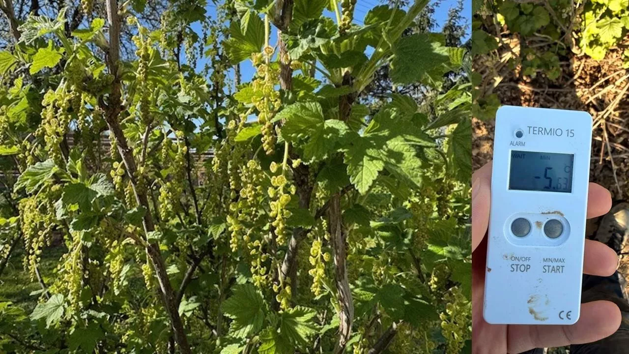 Przymrozek 30.04., pomiar na plantacji porzeczki pod Opatowem