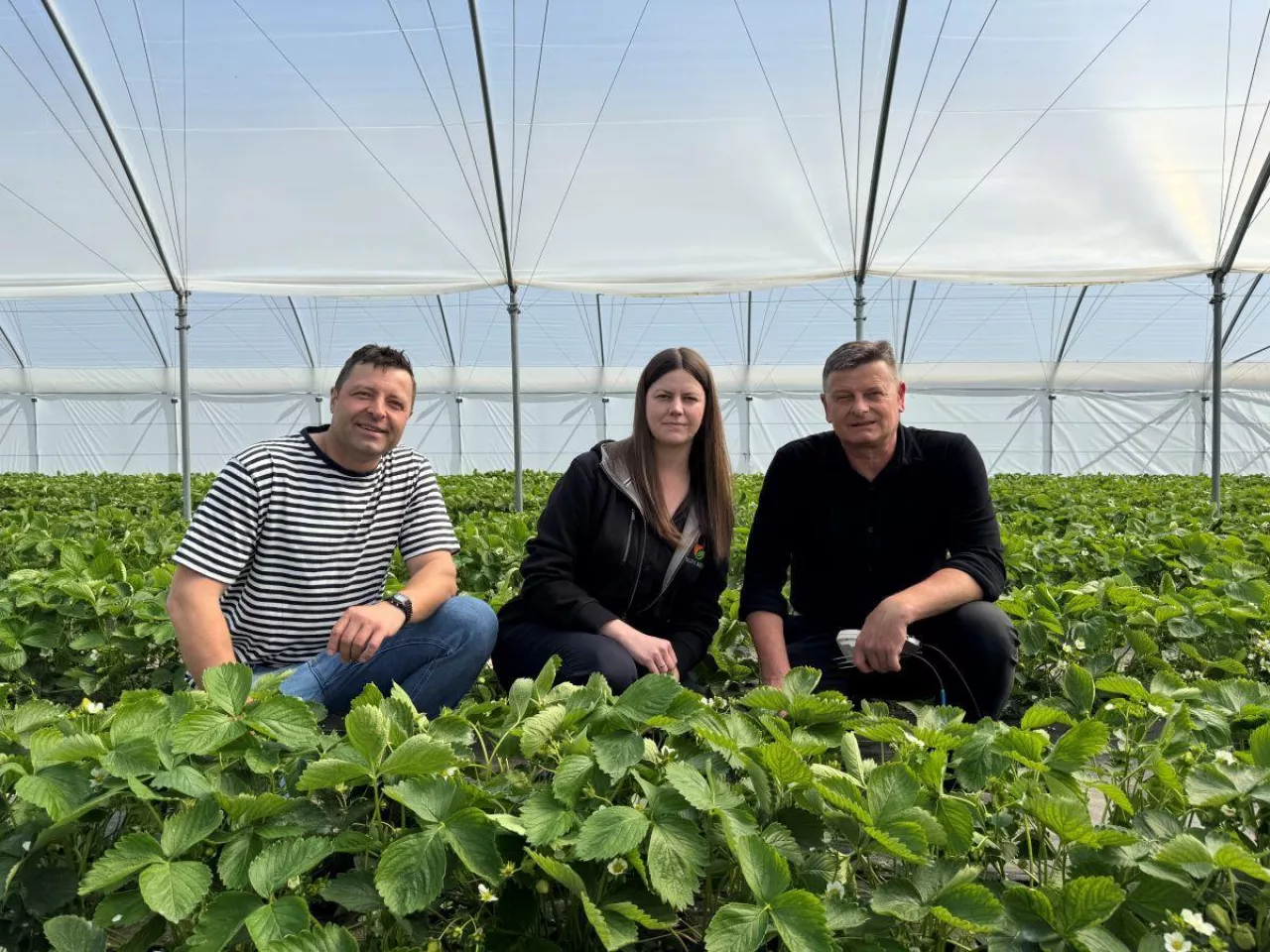 Od lewej: Łukasz Wrzosek, plantator truskawek i gospodarz spotkania, Justyna Wasiak, Sumi Agro i prof. Zbigniew Jarosz, Doradca Jagodowy