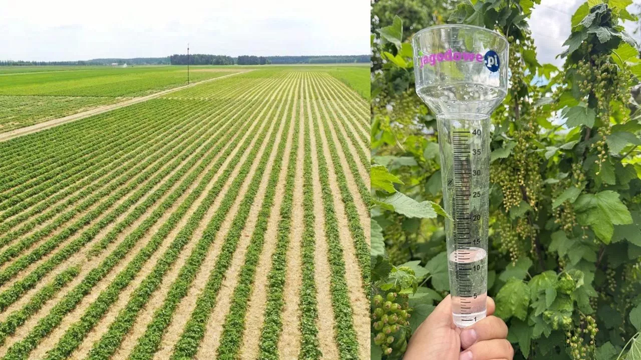 Uprawom doskwiera brak opadów atmosferycznych