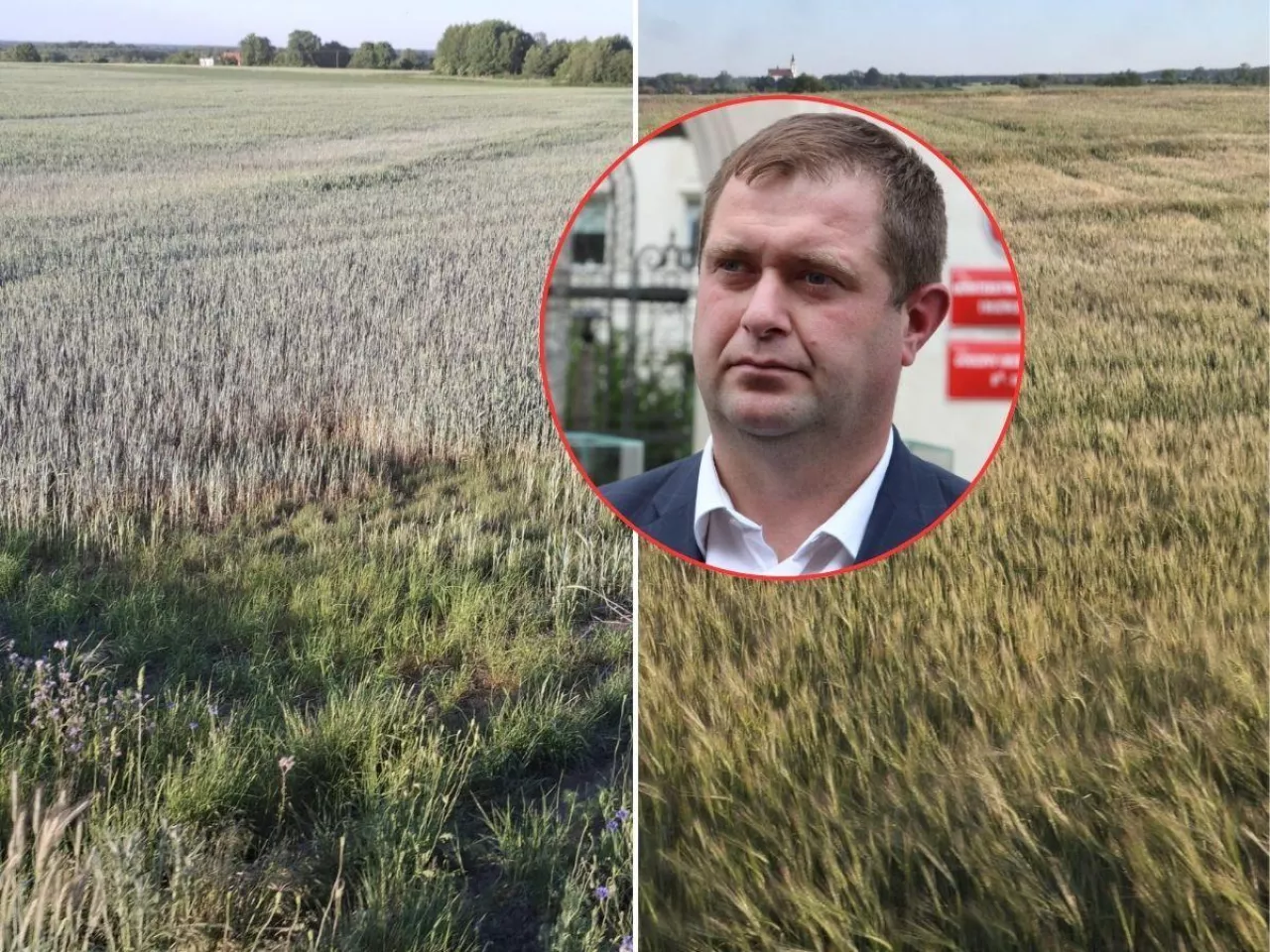 wyschnięte pola, twarz Adriana Wawrzyniaka w kółeczku