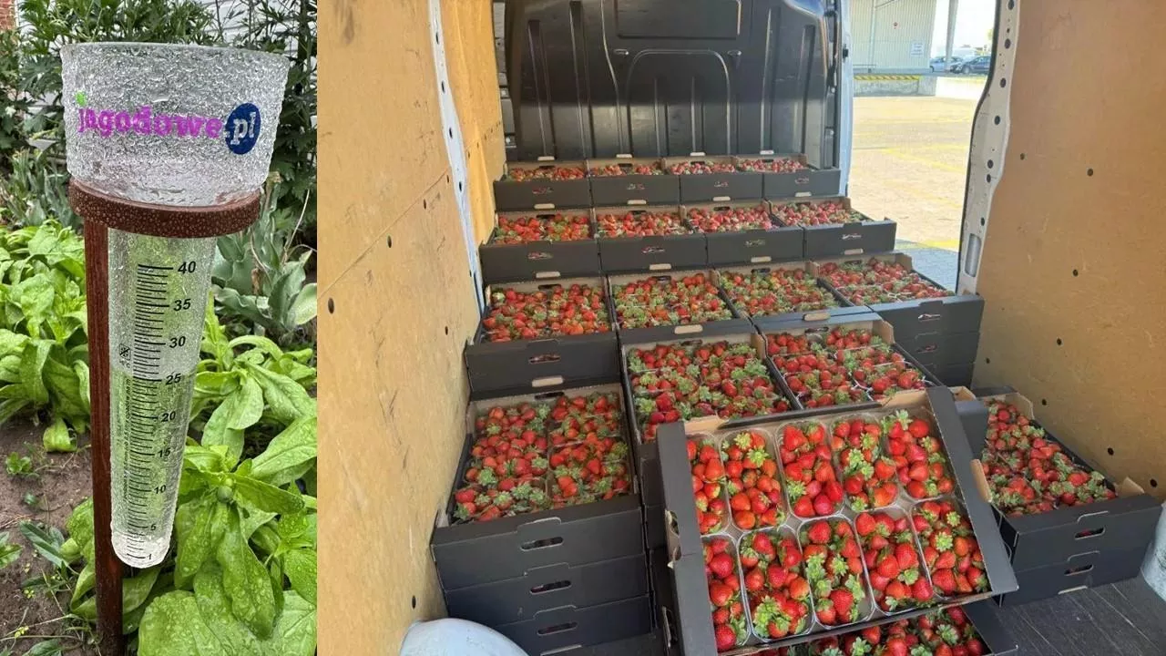 Pogoda ogranicza produkcję a tym samym wpływa na ceny truskawek