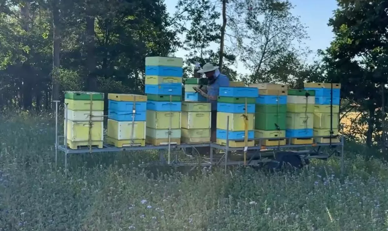 Ta sama pasieka na faceliowym polu