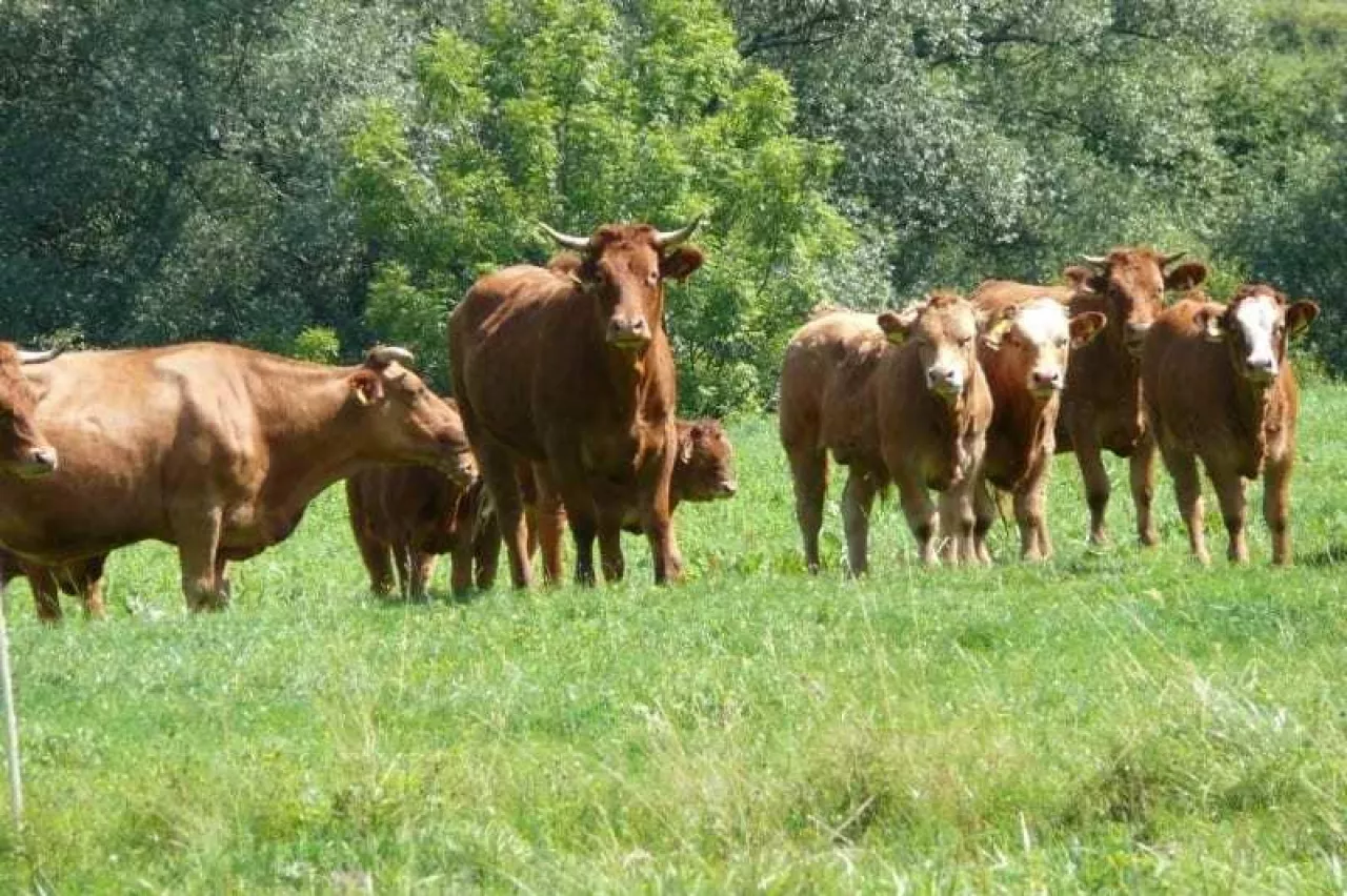 Ubój bydła na pastwisku wreszcie możliwy. Wiadomo, od kiedy i na jakich zasadach