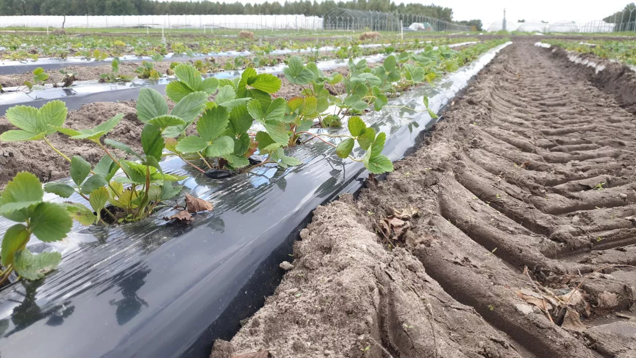 Plantacja truskawek zakładana na przyspieszony zbiór w kolejnym sezonie, w tle budowa konstrukcji tunelowych 