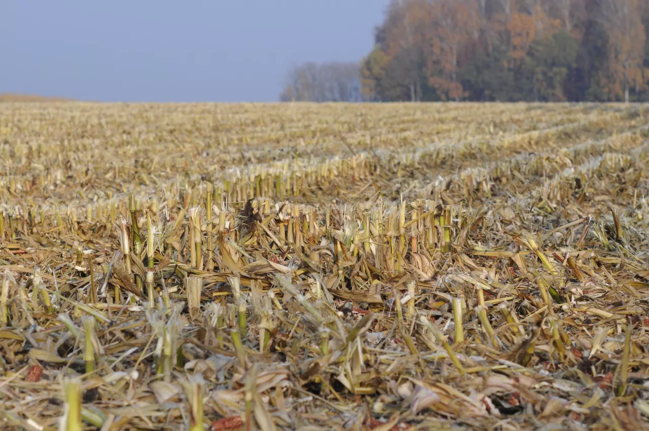ściernisko, rozkład słomy