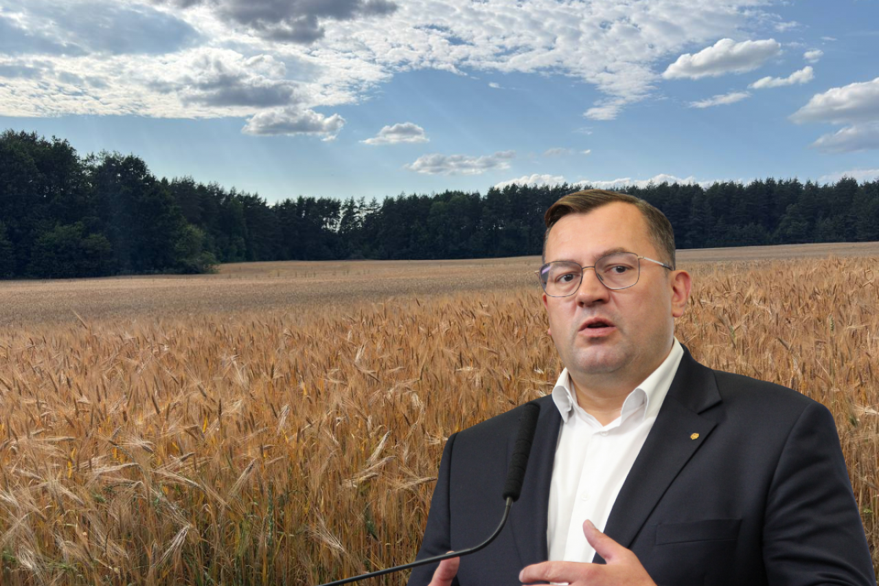 minister rolnictwa Stefan Krajewski na tle pola dojrzewających zbóż przy lesie