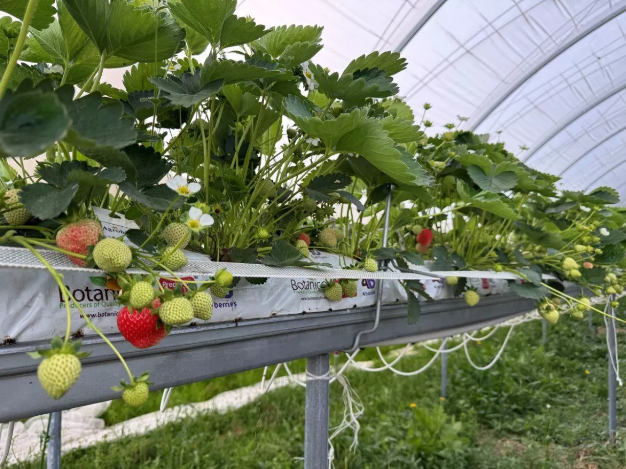 Truskawki odmiany 'Hademar' 23.05.2025