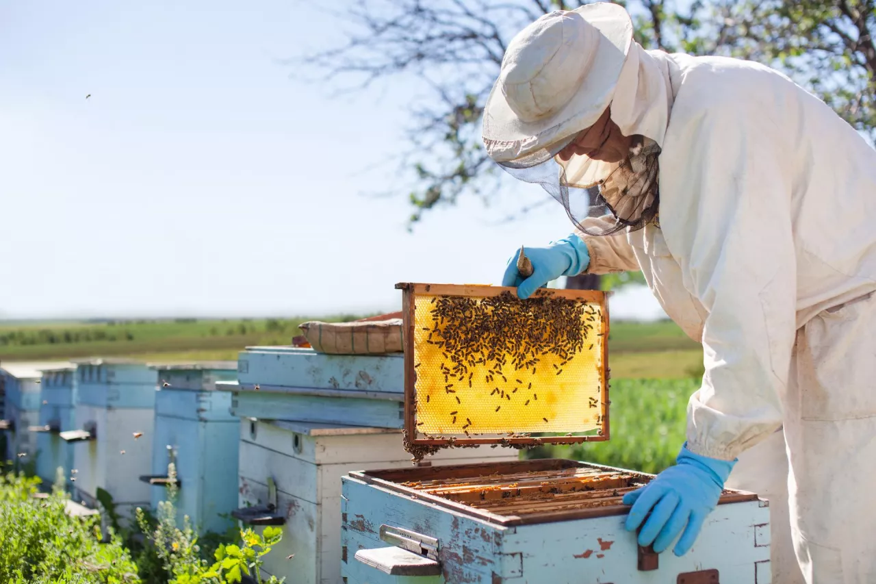 Beekeeper on apiary. Beekeeper is working with bees and beehives on the apiary. 