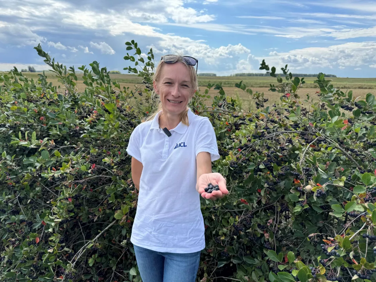 Dr inż. Diana Wieczorek, ICL, na Aroniowej Demo Farmie