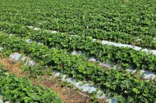 Plantacja truskawek odmiany 'Verdi' w pierwszej dekadzie września