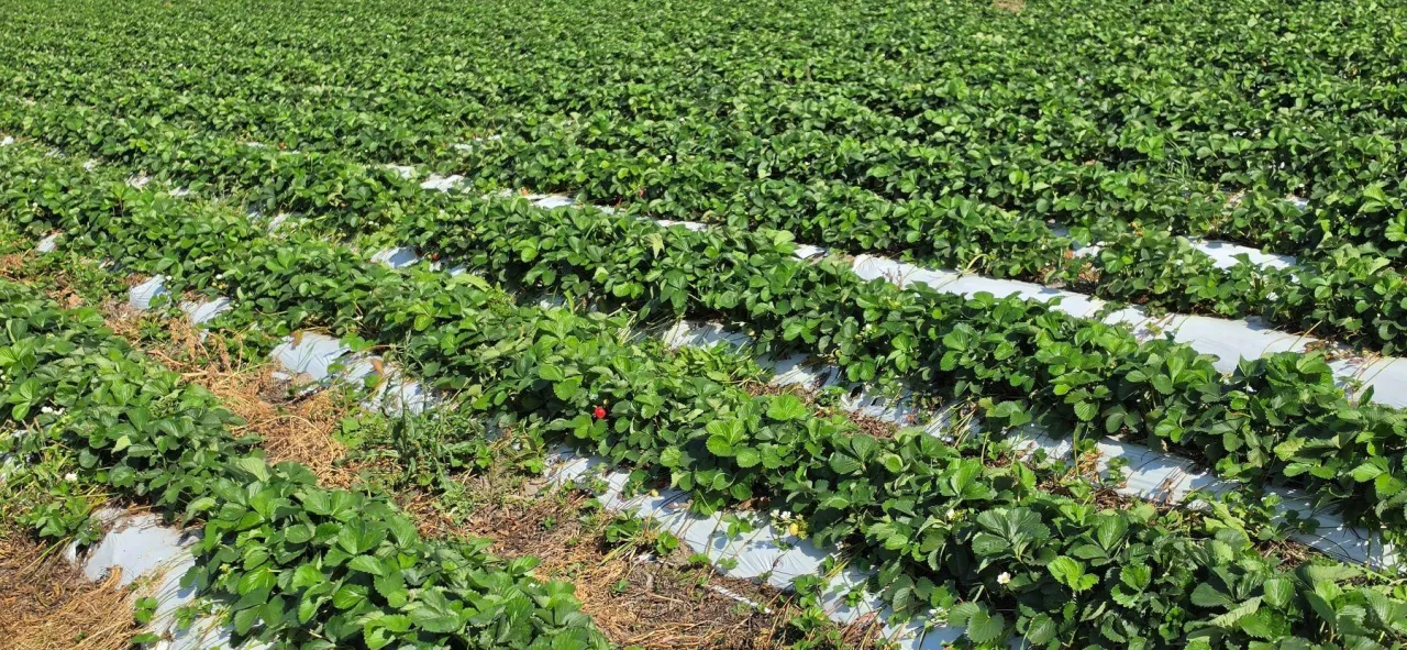 Plantacja truskawek odmiany 'Verdi' w pierwszej dekadzie września