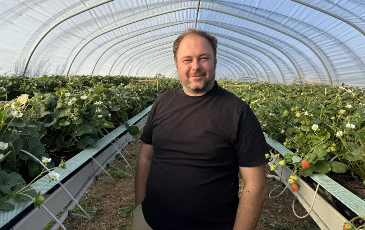 Dawid Janiak, plantator truskawek, w jednej z kwater z odmianą 'Karima' (17.09.)