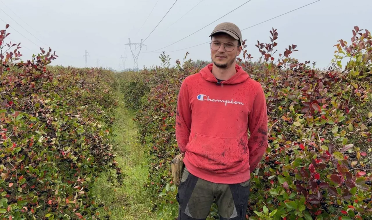 Paweł Niezgódka, plantator aronii w trakcie przedostatniego dnia zbiorów (16.09.2026)