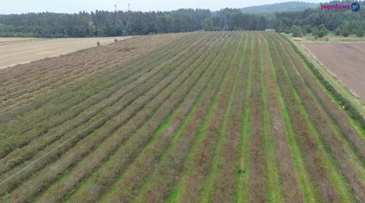Plantacja Niezgódków, krzewy jagodowe