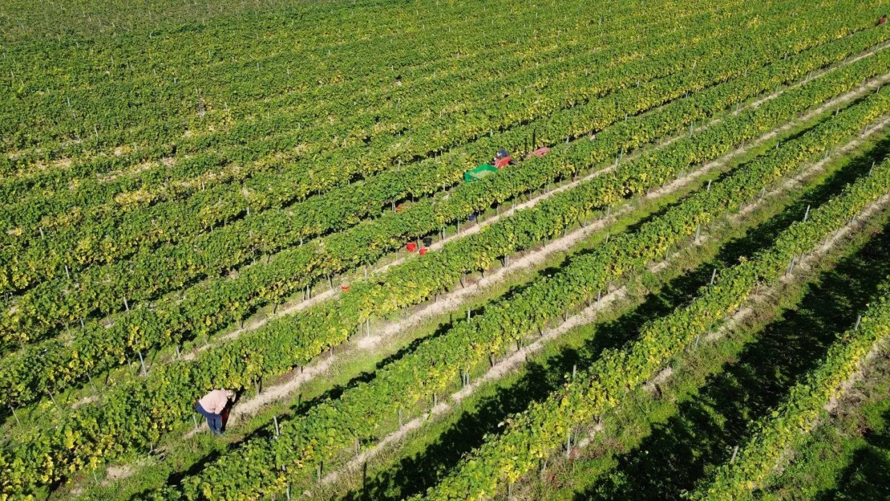 Winobranie 29.09., Winnica Dwórzno