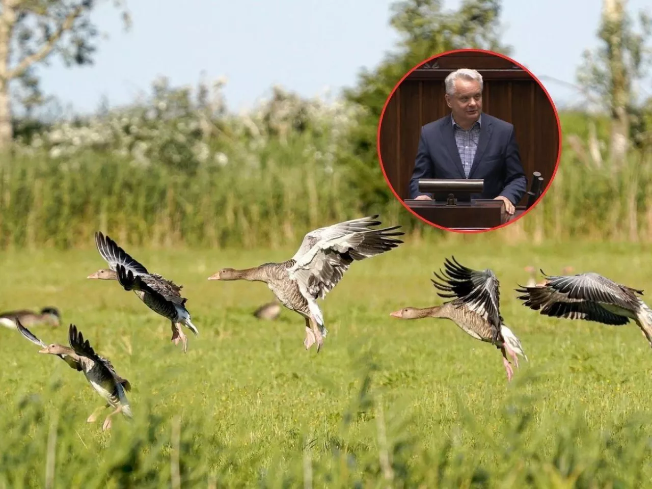 Naloty ptaków na uprawy rolnicze