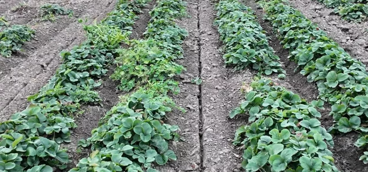 Ślad po głęboszowaniu plantacji truskawek
