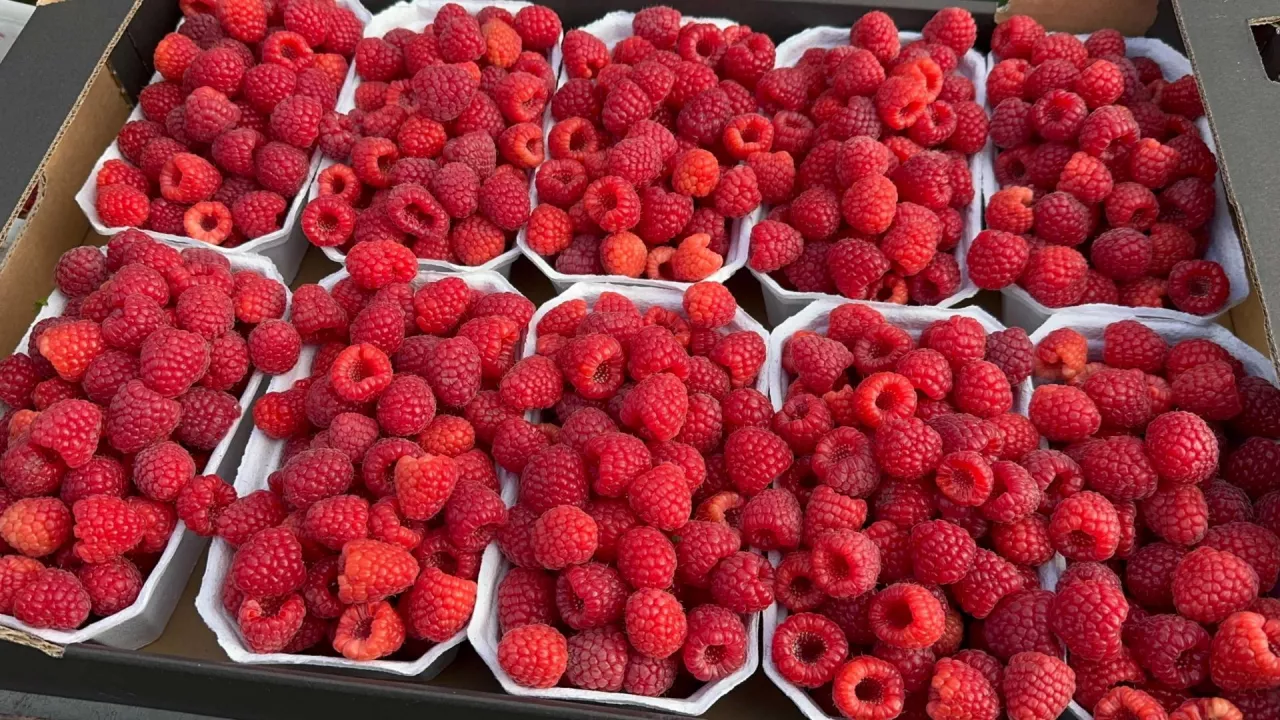 Maliny w kartonie - 10 punetek po 500 g owoców