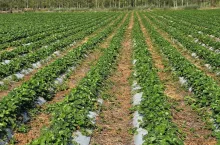 Plantacja truskawek odmiany 'Verdi' w pierwszej dekadzie września