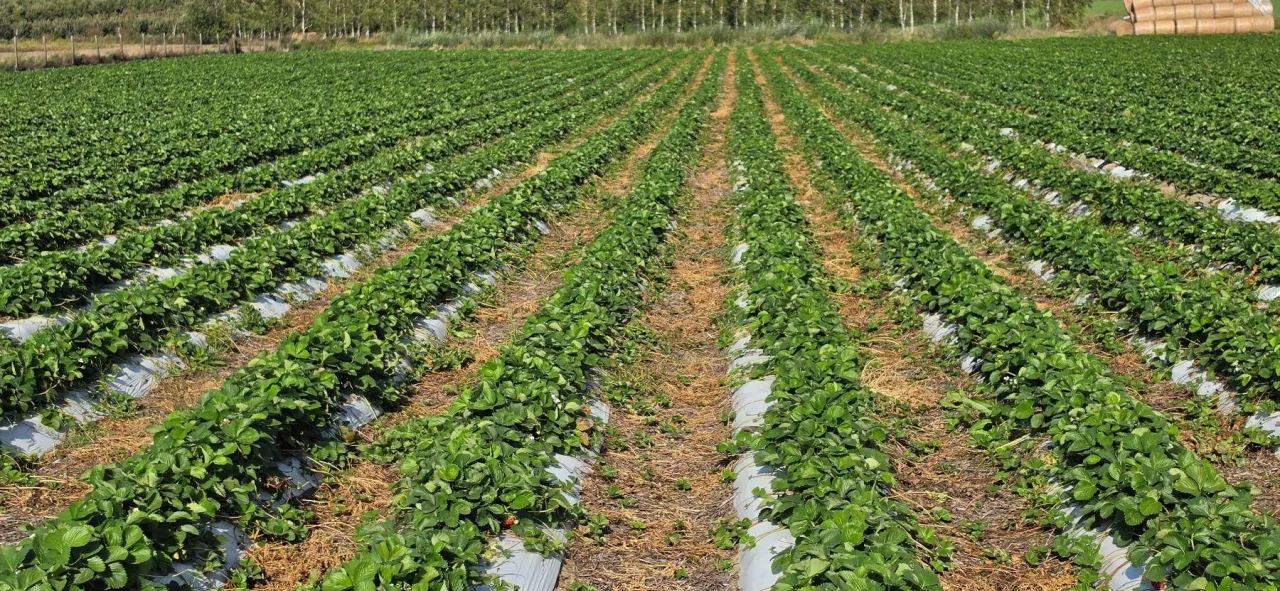 Plantacja truskawek odmiany 'Verdi' w pierwszej dekadzie września